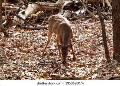 Young Whitetail Deer Feeding Stock Photo 1358628077 | Shutterstock