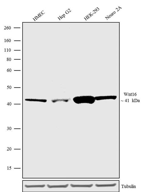 Invitrogen Wnt16 Recombinant Polyclonal Antibody 17hclc Invitrogen