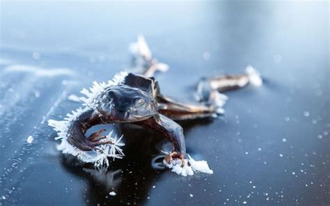 How to freeze a frog - Pique Newsmagazine