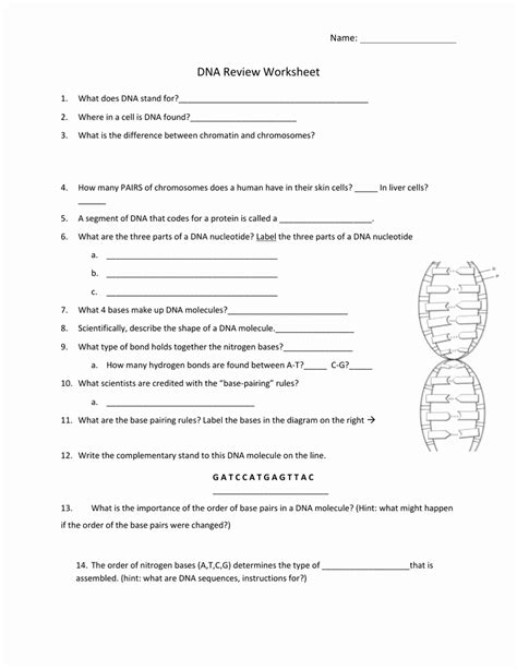 50 Dna Base Pairing Worksheet Answers