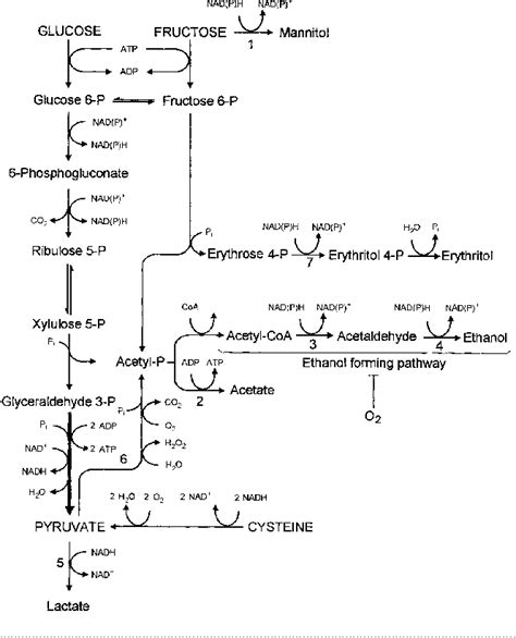 Figure 1 From Nadph Regeneration Is The Key For Heterolactic