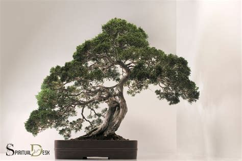 What Is The Spiritual Meaning Of A Bonsai Tree Peace