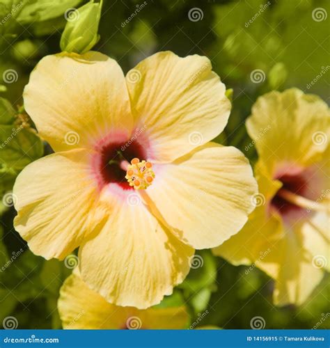 Beautiful Yellow Hibiscus Flower Royalty Free Stock Photo Image 14156915