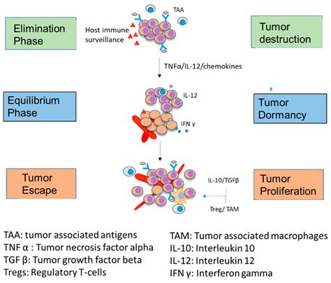 Skin Cancer Cells Vs Normal Cells