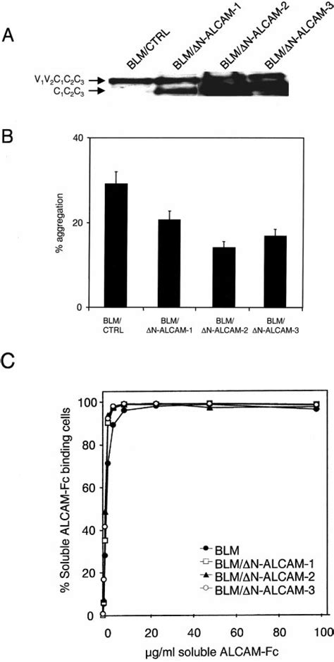 N ALCAM C 1 C 2 C 3 Expressed In The Wild Type ALCAM Expressing