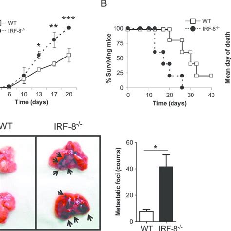 IRF 8 Expression Is Inhibited In IRF 8melanoma And Human Metastatic