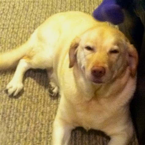 My lab !!!! Denver the guilty dog! | Denver the dog, Guilty dog, Funny ...