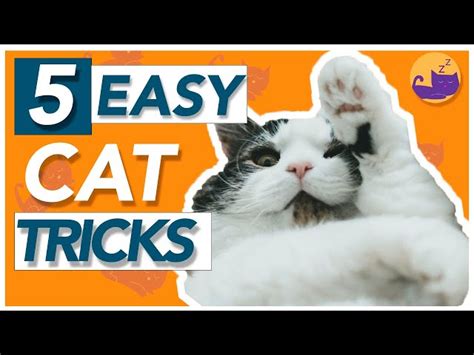 Cat Tricks