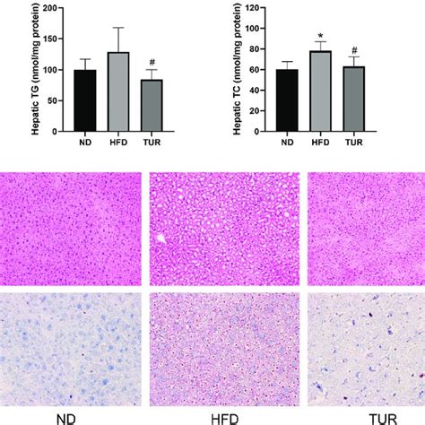 The Influence Of Turmeric On Hepatic Lipid Accumulation A The