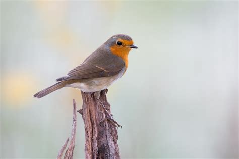 Bird Robin Wildlife Wallpaper - Resolution:2000x1333 - ID:1050256 ...