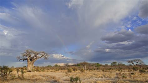 Ruaha National Park | Authentic, Wild, African Safaris