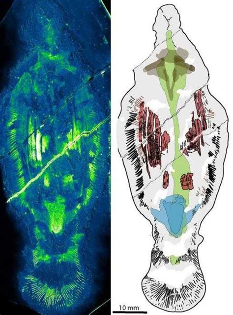 Cientistas descobrem fóssil de predador gigante de meio bilhão de anos