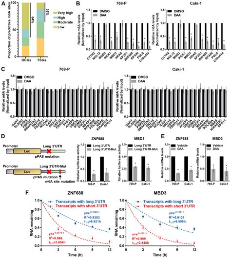 Lengthening Of 3 Untranslated Regions Of MRNAs By Alternative