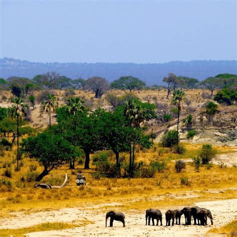 Ngorongoro Krater Spielwiese Von L Wen Und Zebras