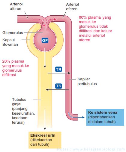 Proses Pembentukan Urin Filtrasi Reabsorpsi Augmentasi