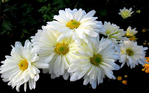 Chrysanthemum wallpapers HD for desktop backgrounds