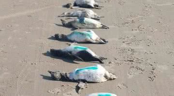 Pinguins S O Encontrados Mortos E Extremante Debilitados Em Praias De Sc