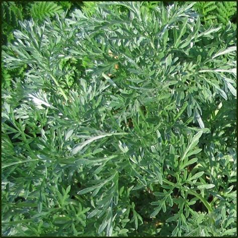 Wormwood - Artemisia absinthium - Buy Plants Online from Norfolk Herbs