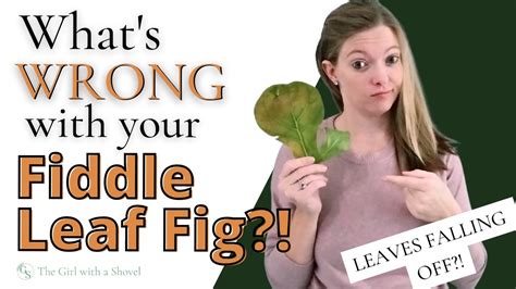 Fiddle Leaf Fig Troubleshooting Leaves FALLING OFF Yellow Leaves