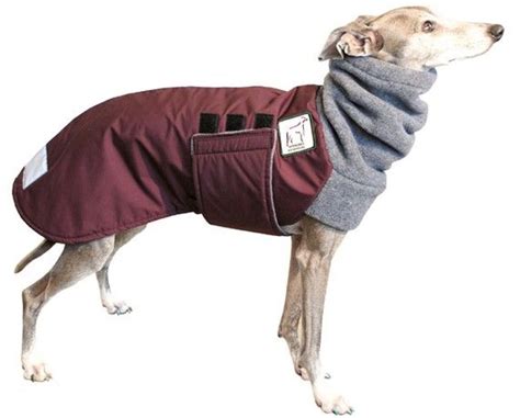 Italian Greyhound Winter Coat Many Options For Different Breeds By