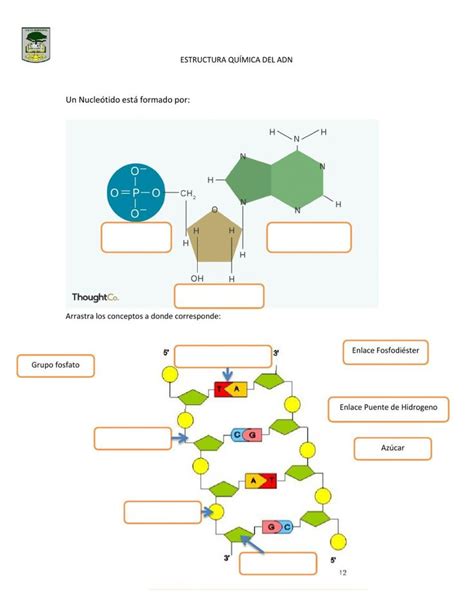 Estructura química del ADN