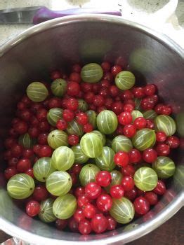 Solve Gooseberries And Redcurrants Ready For A Crumble Jigsaw Puzzle