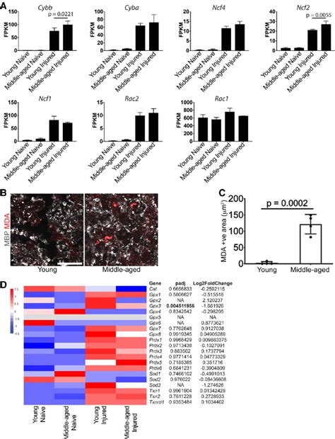 Expression Of Transcripts For NADPH Oxidase Subunits And Other