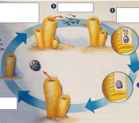 Reproduction of Sponge Cycle Diagram | Quizlet