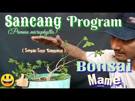 Sancang Program Bonsai Mame Bonsai Mame Sancang Premna