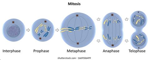 Cell Cycle Mitosis Labeled