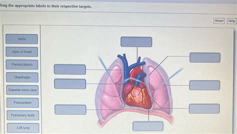 Drag The Appropriate Labels To Their Respective Targets Reset Help