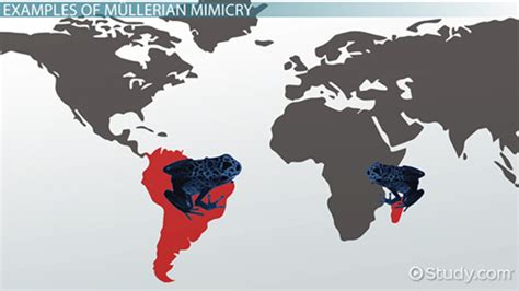 Mullerian Mimicry | Definition, Evolution & Examples - Lesson | Study.com