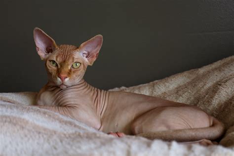 7 Breeds of Hairless Cats | A Cute Hairless Cat at Home and Sphynx price