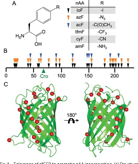 Figure From Directed Evolution Of Gfp With Non Natural Amino Acids