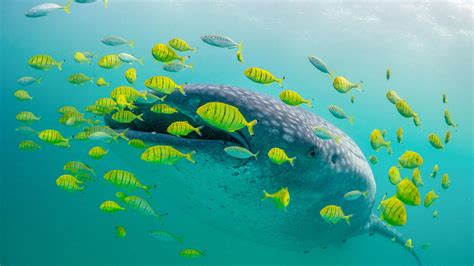 Swimming With Giants Whale Sharks Mafia Island Ecotourism