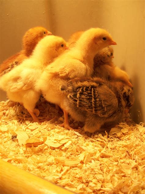 CJA Agriculture: New Baby Chickens