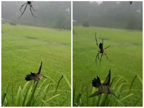 Small Spider Traps A Hummingbird And Kills It In Shoxking Viral Video Video छोटी सी मकड़ी ने