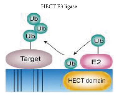 Types Of Ubiquitination Ligases And Ligase E3 Function A The Hect Download Scientific