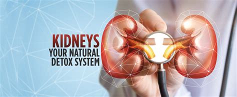 Kidneys Your Natural Detox System Kdah Blog Health And Fitness Tips