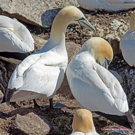 Northern Gannet | Northern Gannet 115 | Gannet, Canadian nature, Beautiful birds