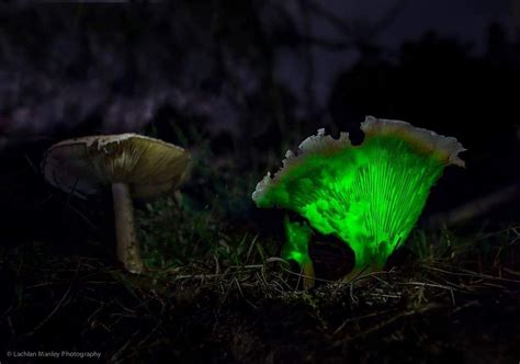 Ghost Fungus Bioluminescent Mushrooms By Lachlan Manley Photography