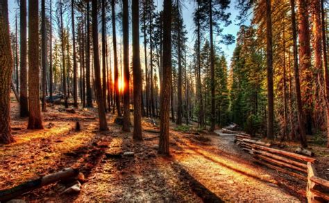 Forests Sunrises And Sunsets Usa Trees Hdr California Yosemite