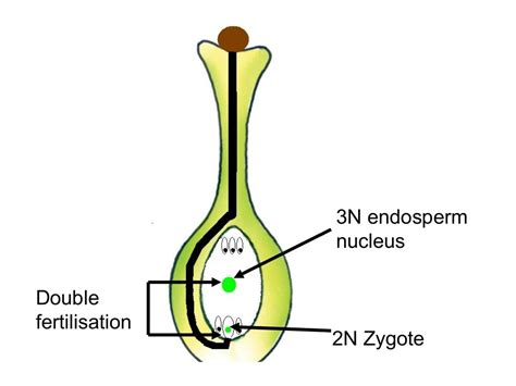 Double Fertilisation In The Flowering Plant