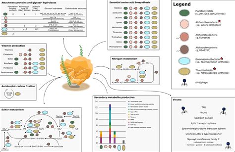 Metabolic Reconstruction Of The Near Complete Microbiome Of The Model