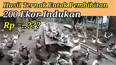 Jumlah Hasil Anakan Doe Dari Ternak Entok Ekor Indukan Youtube