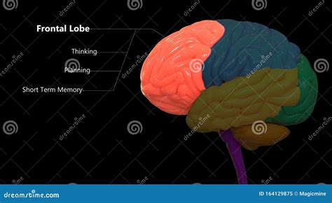 Central Organ Of Human Nervous System Brain Lobes Frontal Lobe Anatomy