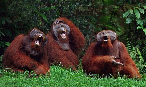 laughing orangutans Memes - Imgflip