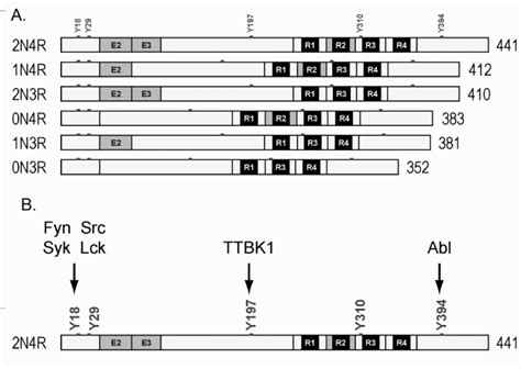 A Positions Of The Tyrosine Residues In The Different Tau Isoforms