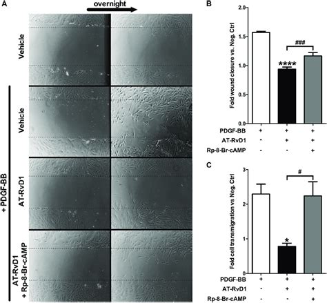 At Rvd Attenuates Pdgf Induced Migration In Vsmcs By The Camp Pka