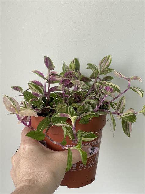Tradescantia Fluminensis Quadricolor (Традесканция Квадриколор); Ø 12 см